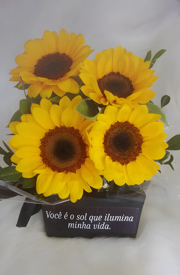Box Sol da Minha Vida